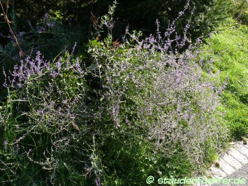 Bild Perovskia scrophulariifolia