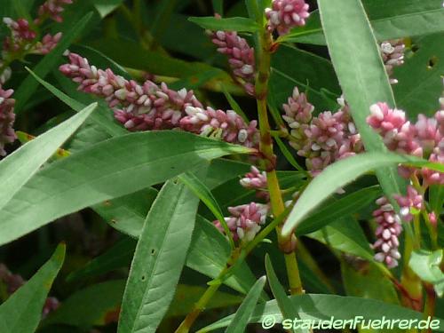 Bild Persicaria maculosa