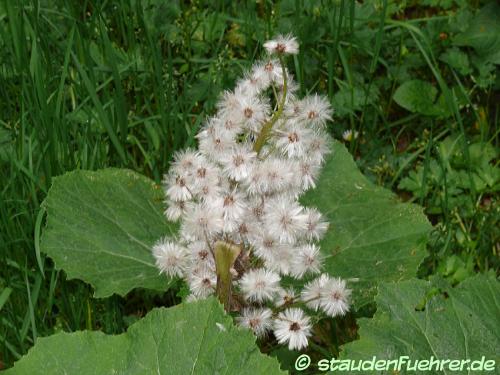 Bild Petasites hybridus