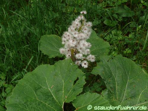 Image Petasites hybridus