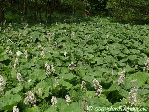 Image Petasites hybridus