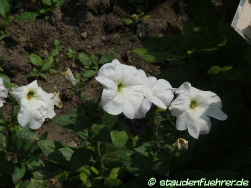 Bild Petunia axillaris