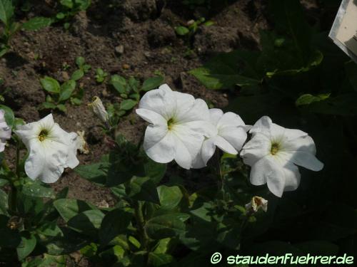 Image Petunia axillaris