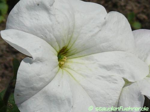 Image Petunia axillaris