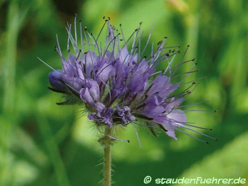 Image Phacelia tanacetifolia