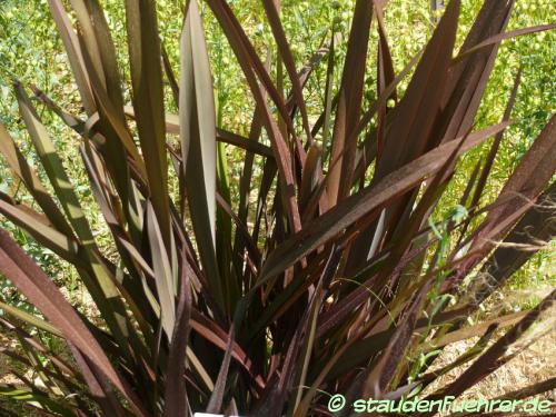 Bild Phormium tenax