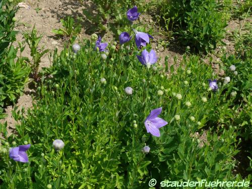 Bild Platycodon grandiflorus