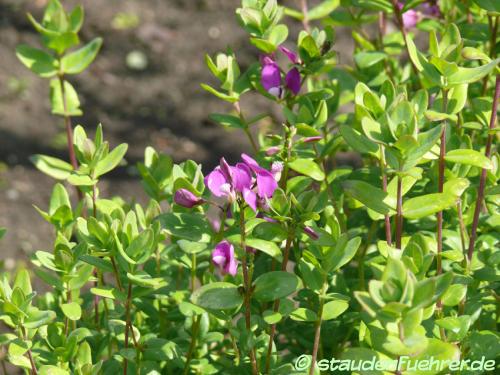 Image Polygala myrtifolia