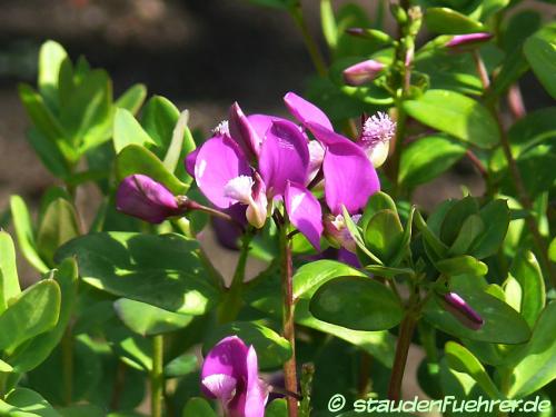 Bild Polygala myrtifolia