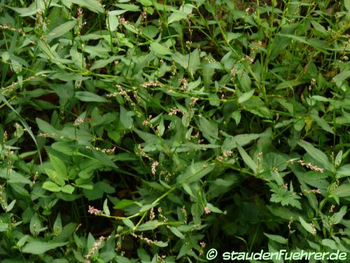 Bild Persicaria maculosa