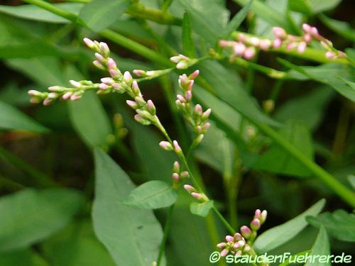 Image Persicaria maculosa