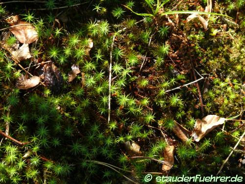 Polytrichum formosum - Schöne Widertonmoos, Schönes Frauenhaarmoos Bild Polytrichum formosum