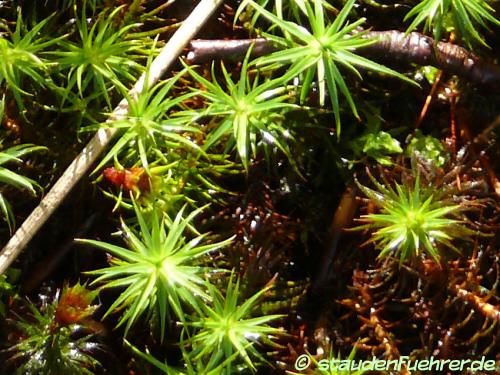Polytrichum formosum - Schöne Widertonmoos, Schönes Frauenhaarmoos Bild Polytrichum formosum