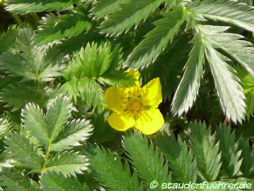 Bild Potentilla anserina