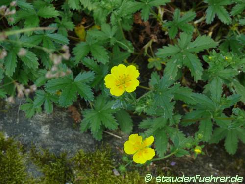 Bild Potentilla aurea