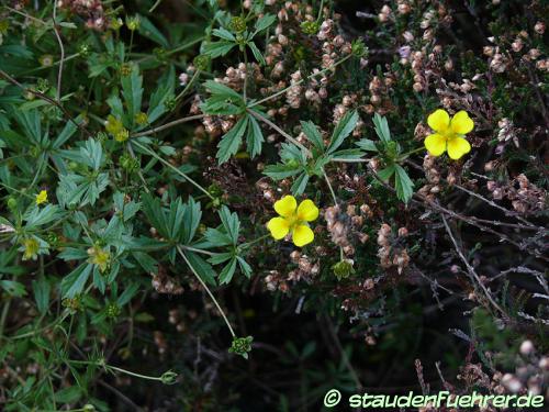 Image Potentilla erecta