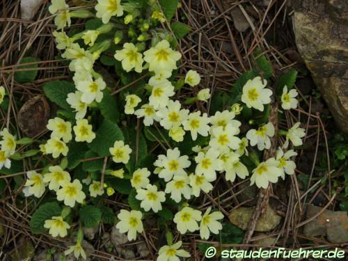 Bild Primula vulgaris