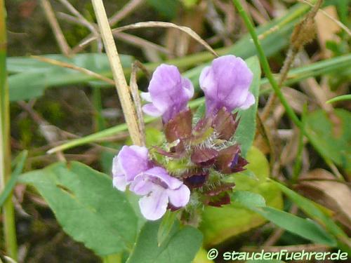 Image Prunella vulgaris