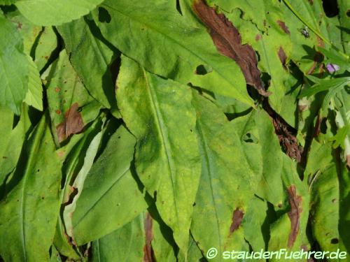 Bild Pulmonaria dacica