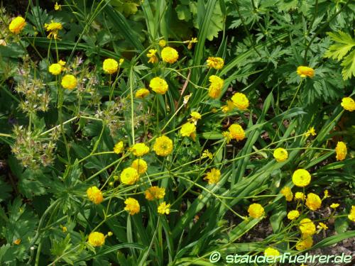 Bild Ranunculus acris 'Multiplex'