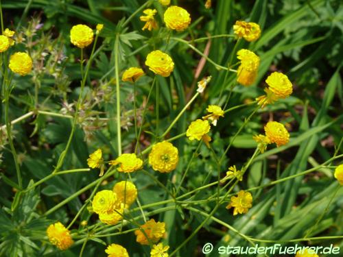 Bild Ranunculus acris 'Multiplex'