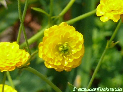 Bild Ranunculus acris 'Multiplex'