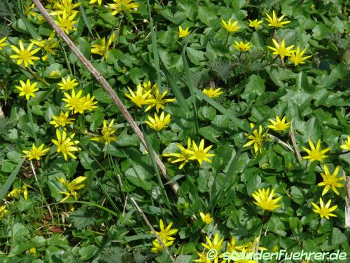 Image Ranunculus ficaria | Ficaria verna