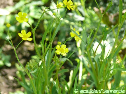 Bild Ranunculus flammula