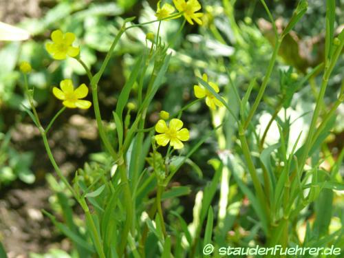 Bild Ranunculus flammula