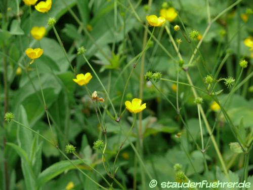 Bild Ranunculus lanuginosus