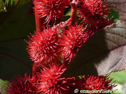 Bild Ricinus communis