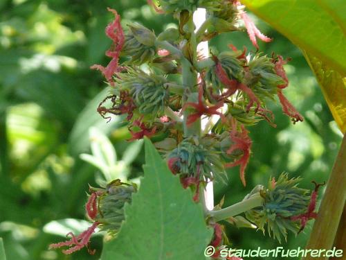 Bild Ricinus communis