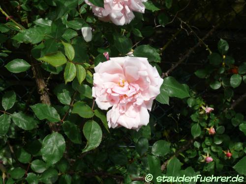 Bild Rosa 'Albertine'