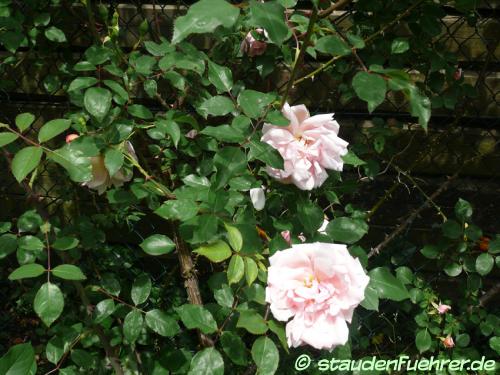 Image Rosa 'Albertine'