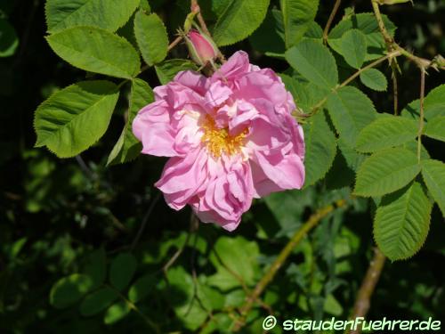 Bild Rosa x damascena 'trigintipetala'