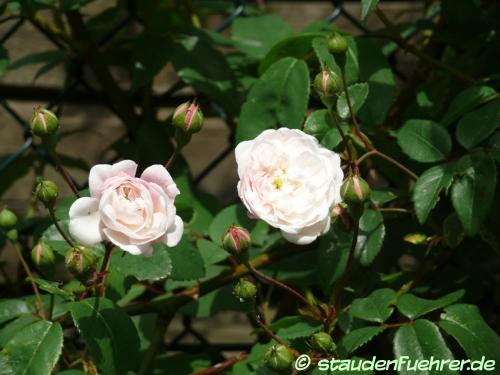 Bild Rosa 'Felicite et Perpetue'