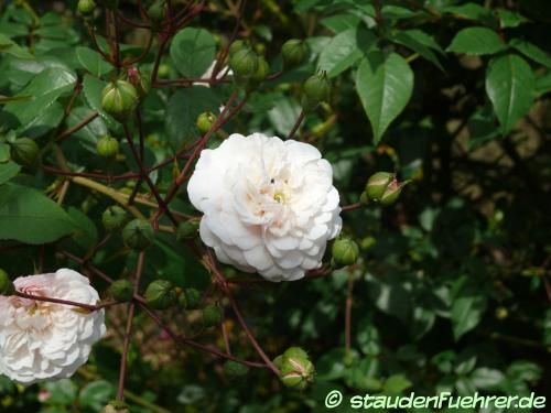 Bild Rosa 'Felicite et Perpetue'