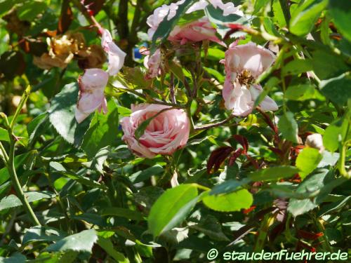 Image Rosa 'Blossomtime'