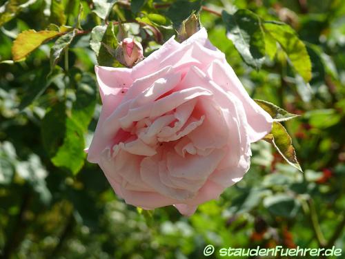 Bild Rosa 'Blossomtime'