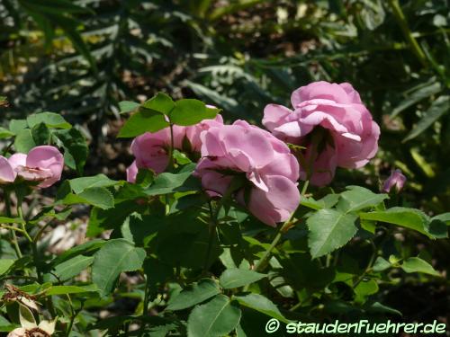 Image Rosa 'Louise Odier'