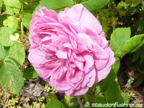 Image Rosa 'Louise Odier'