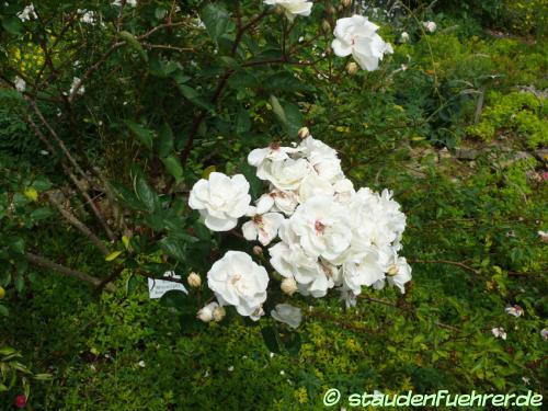 Image Rosa moschata 'Moonlight'