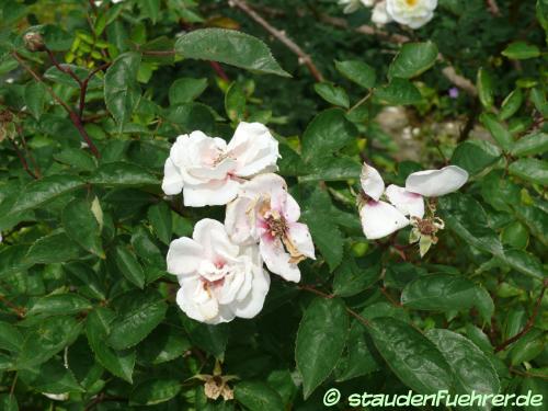 Image Rosa moschata 'Moonlight'