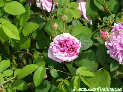 Image Rosa gallica 'Président de Sézé'