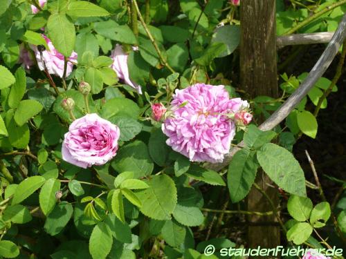 Bild Rosa gallica 'Président de Sézé'