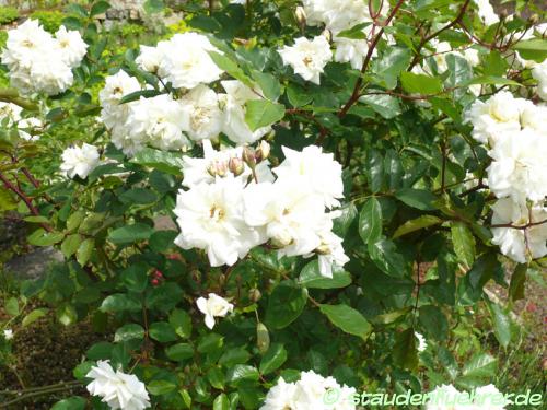 Image Rosa moschata 'Prosperity'