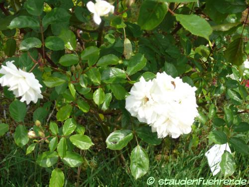 Bild Rosa moschata 'Prosperity'