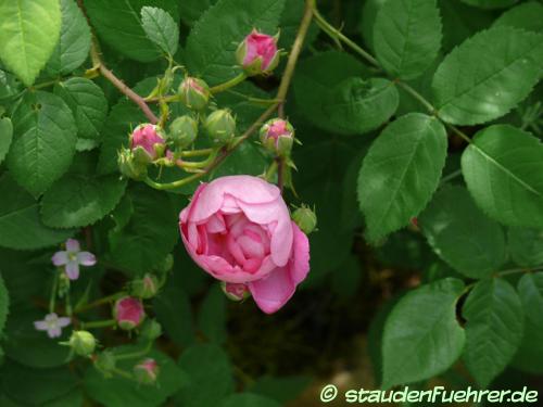 Bild Rosa 'Raubritter'