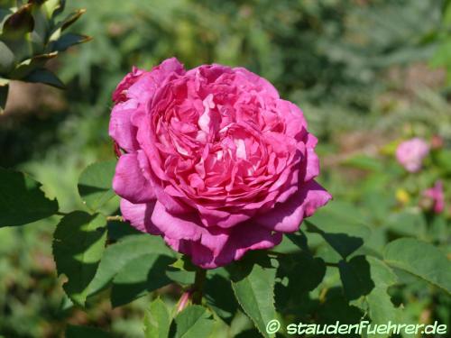 Bild Rosa 'Reine des Violettes'