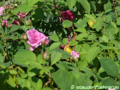 Image Rosa 'Reine des Violettes'